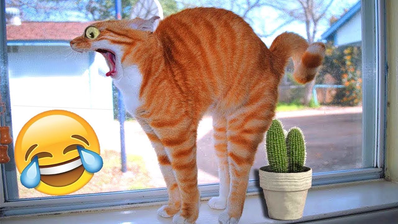 Самые смешные кошки и собаки 🐱🐶 часть 1