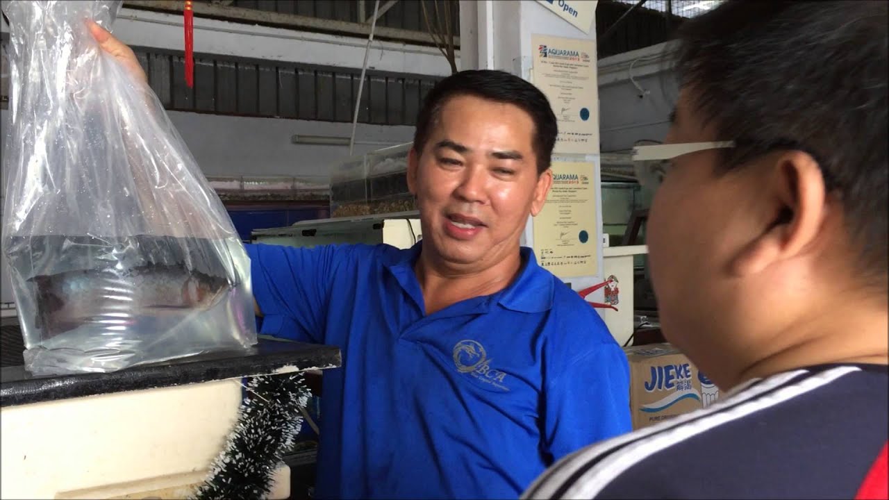 LIOW VIDEO: Collecting my Arowana fish 买龙鱼