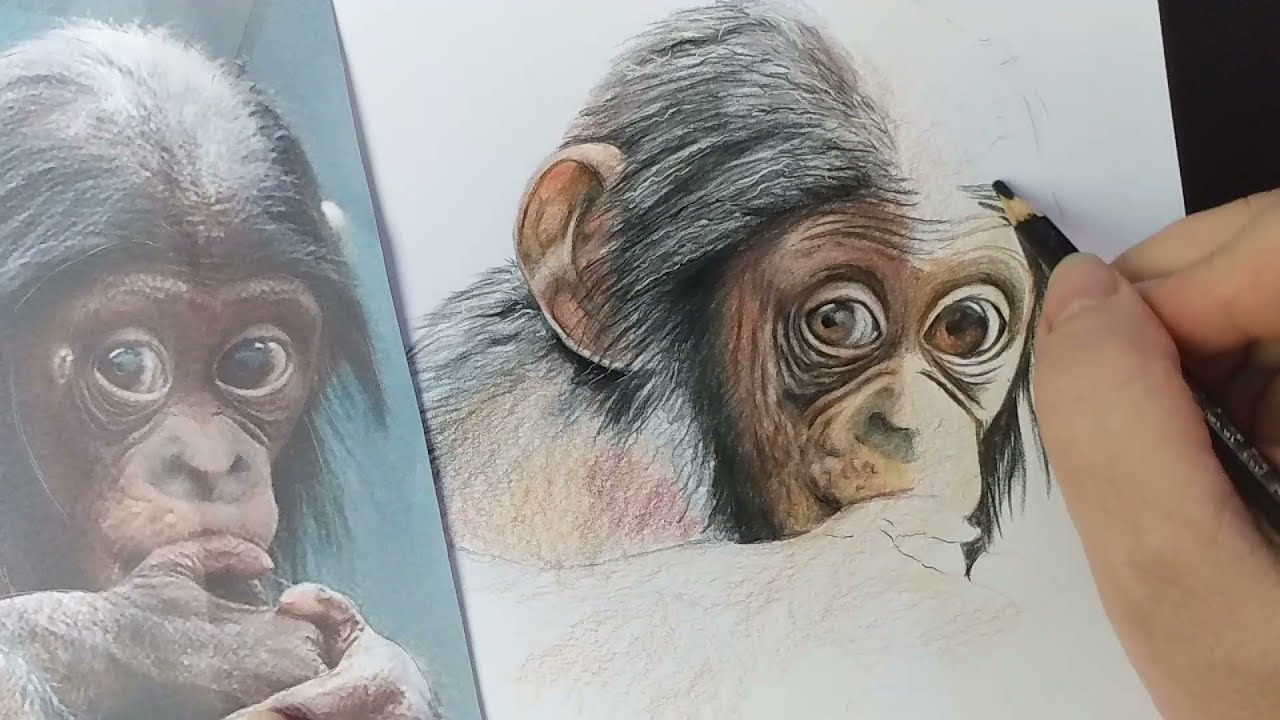 Como desenhar um chipanzé realista - parte 1 de 3