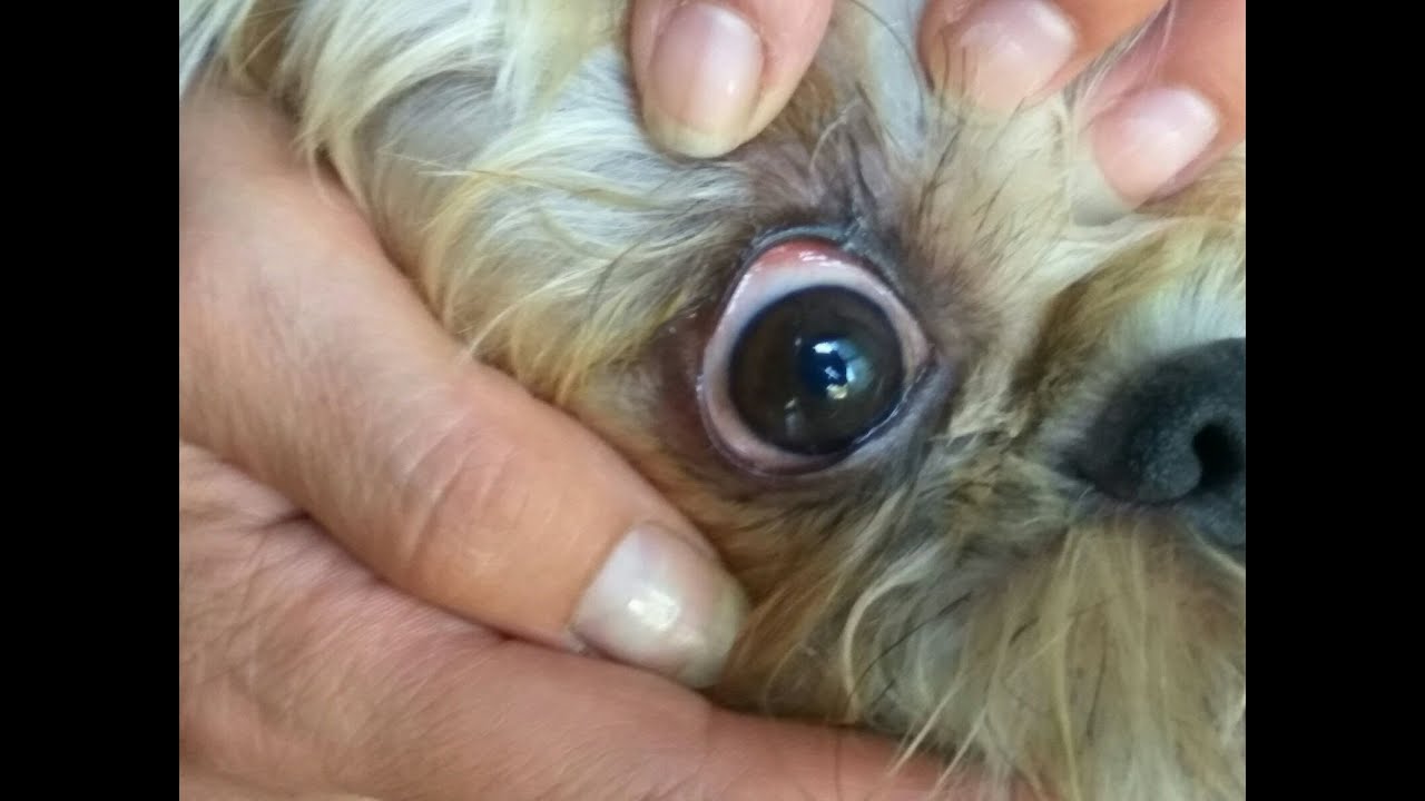 PRINCIPALES URGENCIAS OCULARES