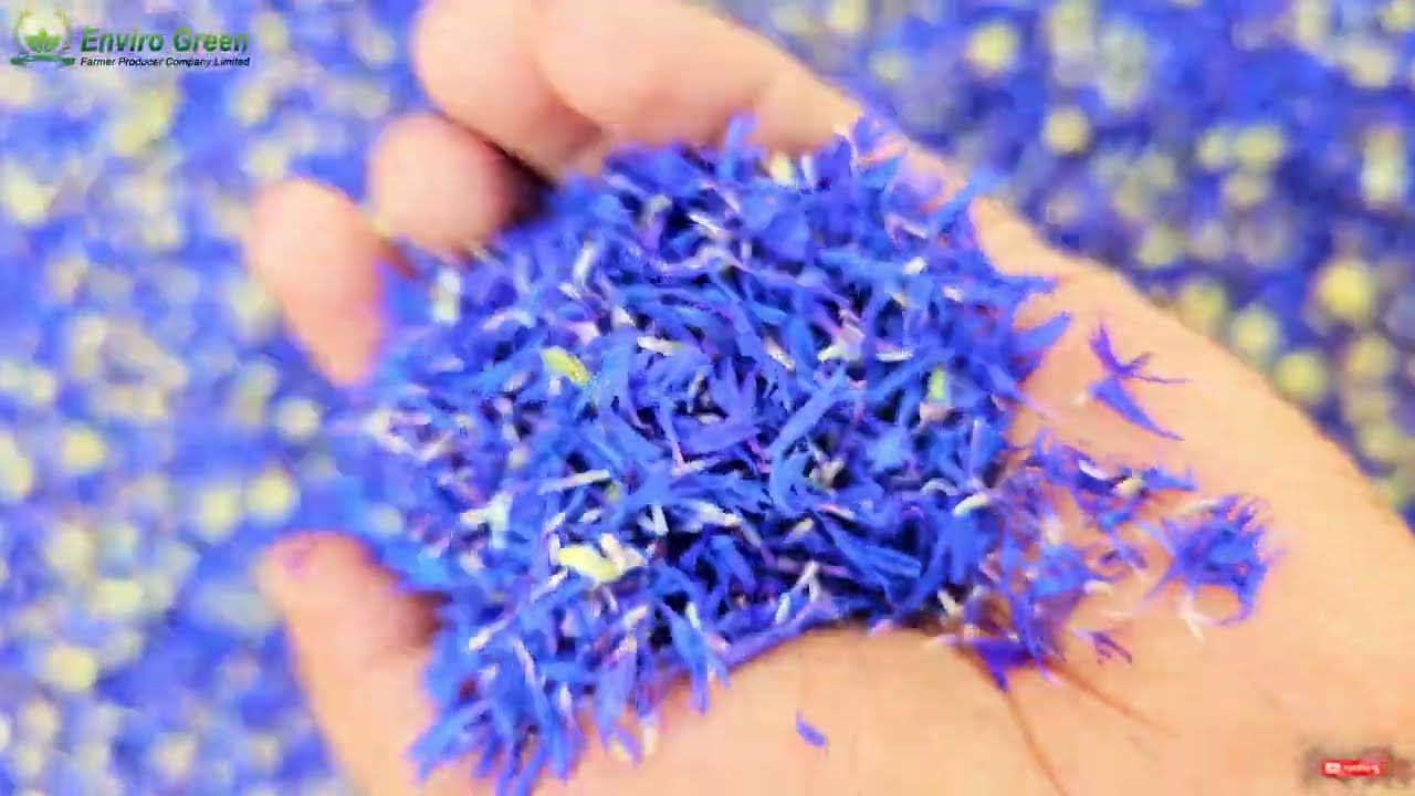 ब्लू कॉर्नफ्लावर की खेती कैसे करें ll How to grow Blue Cornflower - Complete Information.