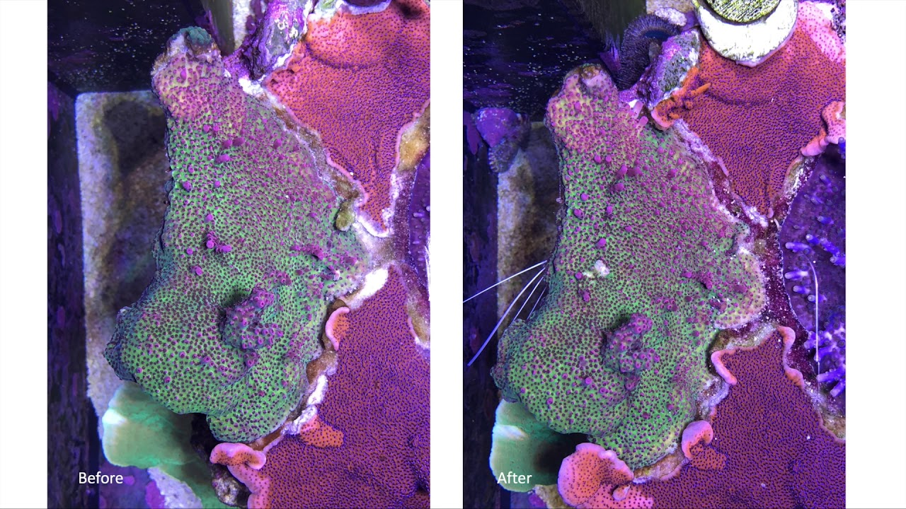 Эксперимент по дозированию микроэлементов: обзор Redsea Trace-Colors