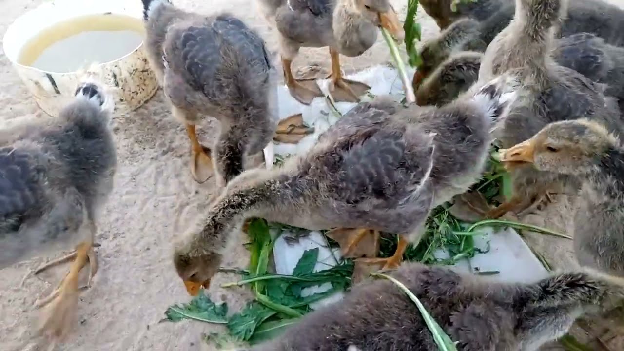 الوز عمر ٤٠يوم ازاي اوصلوا الي ٤كيلوا في شهرين بطريقه موفره من غير علف 🤔 وإنتاج بيض الوز بدون انقطاع