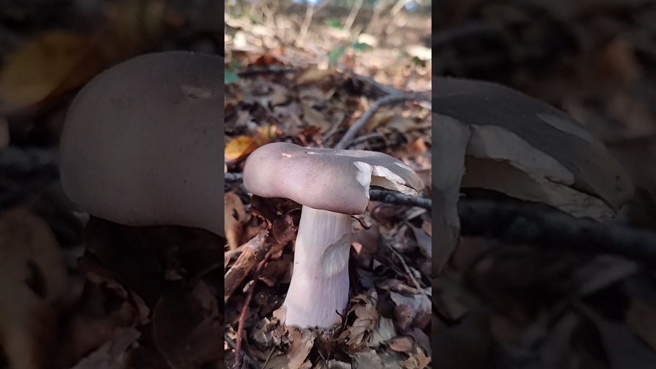 Charcoal burner (Russula cyanoxantha) #fungi #mushroom #菌類# грибы #гриб #grzyby #pilze #कवक