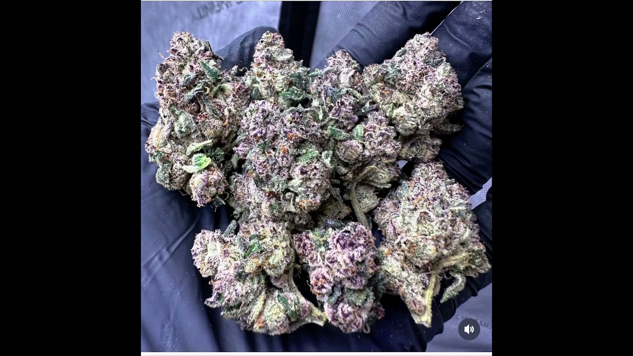 The Colours on these buds are stunning🌺🔥 Grow like a pro with Optic LED💡 #boutiquebuds