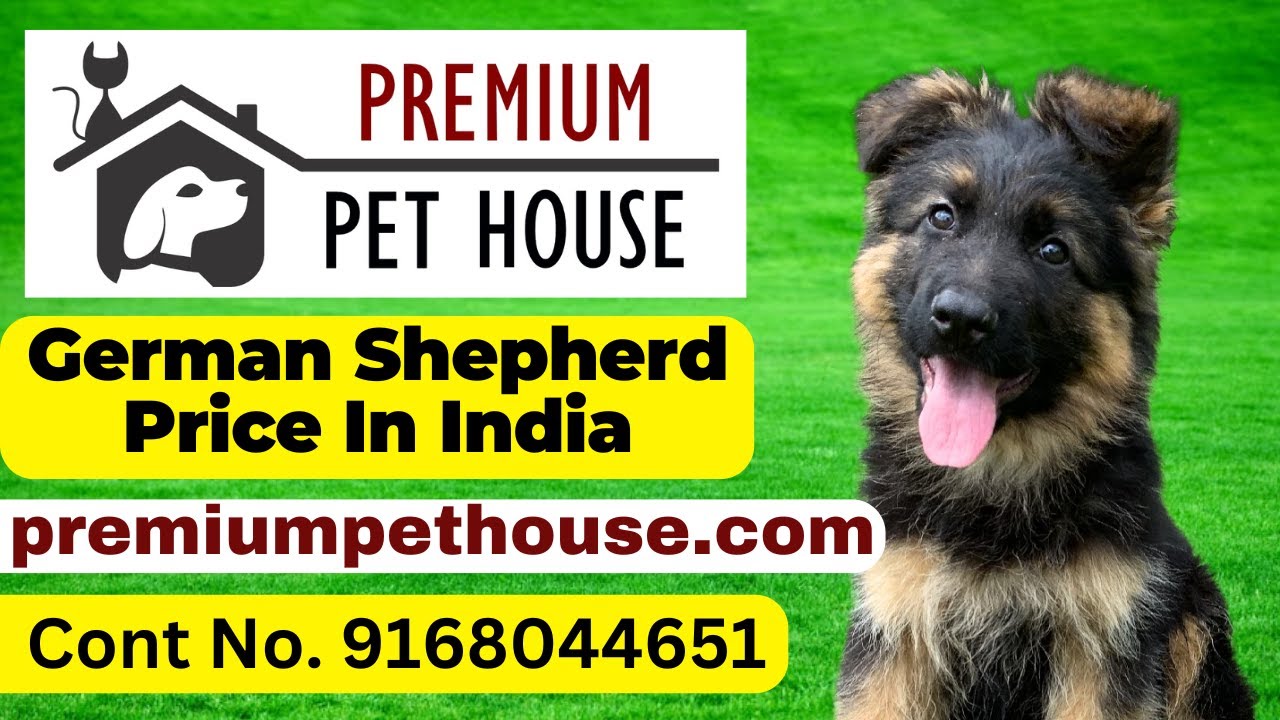 german shepherd price in india | German Shepherd Puppies For Sale In India