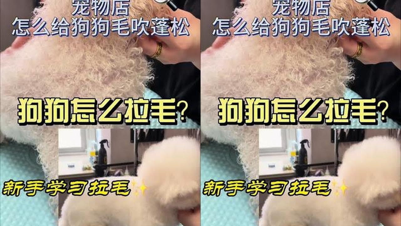 狗狗怎么拉毛？不给用针梳怎么办？宠物店拉毛方法！吹出又直又蓬松的毛！新手在家学会！正确方法和工具让狗狗爱上梳毛！#针梳 #宠物针梳 #狗狗梳毛 #狗狗拉毛 #新手养狗
