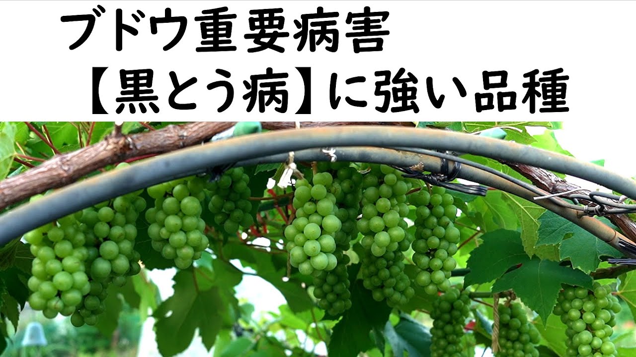 ブドウ重要病害【黒とう病】に強い品種