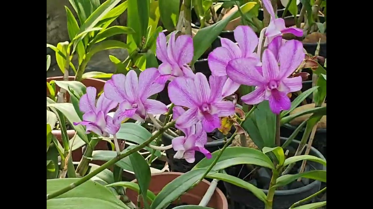 Best place to buy orchids in palakkad - Pearl Orchid vs Kallingal orchids.