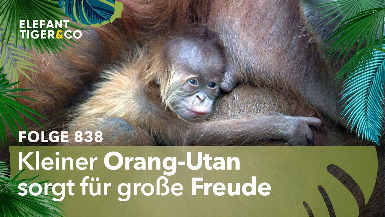 Die schimpfende Wurzel (Folge 838) | Elefant, Tiger & Co. | MDR