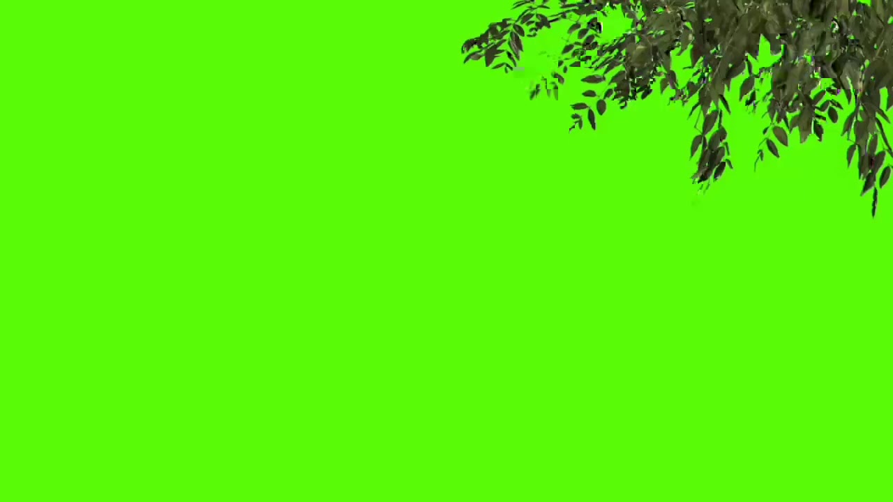 tree green screen (chroma key )