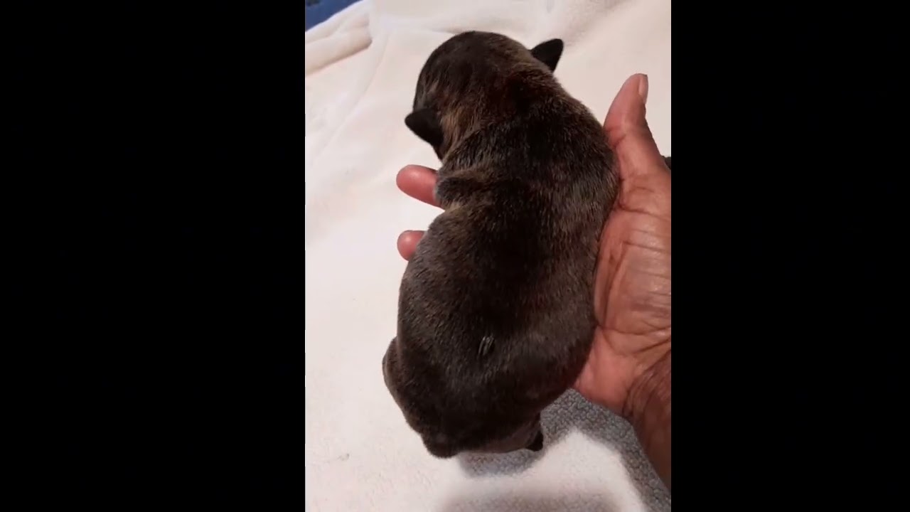 Puppy Update and What's Available #dbbkamp #bullybabies #abkcamericanbully 229-456-4444 