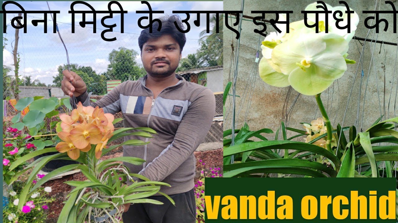 How To Grow And Care Of VANDA Orchids Easily At Your Home