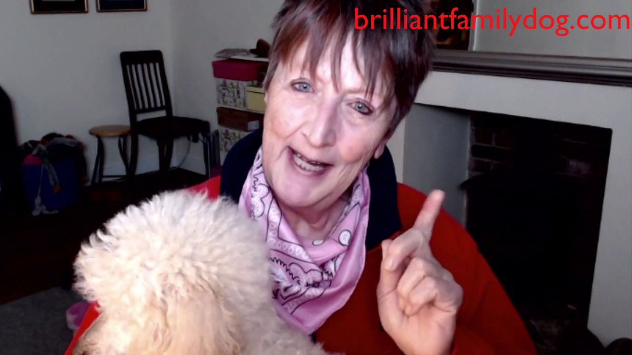 Brilliant Family Dog - leading the way for reactive dogs