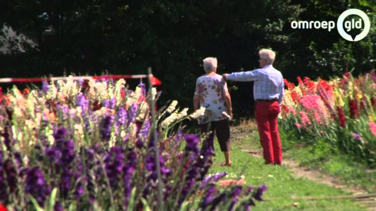 Ruim 1000 gladiolen te zien in Laag Soeren