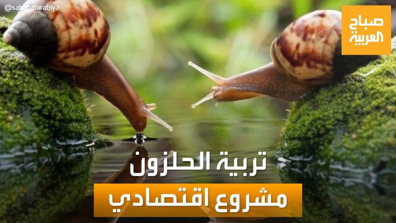 صباح العربية | تربية الحلزون.. مشروع اقتصادي مربح في تونس