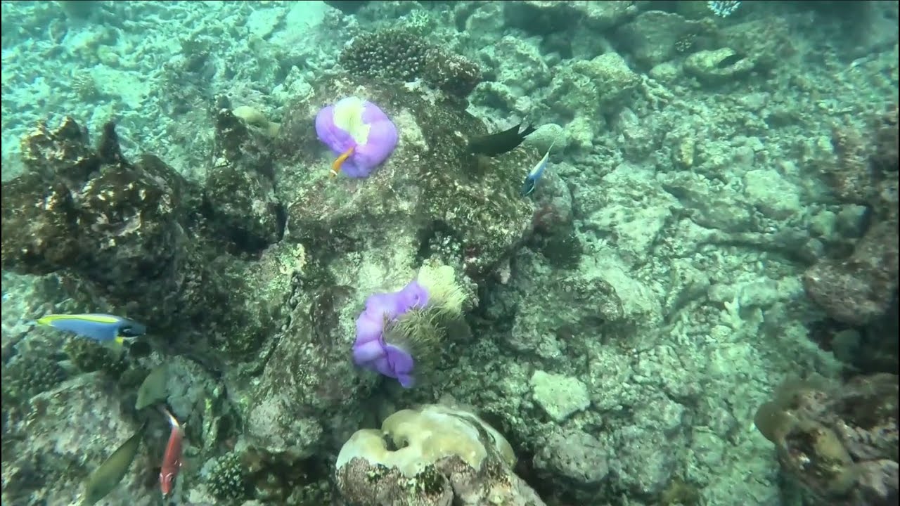 Maldives Centara Grand, Aug 2024 Day 4