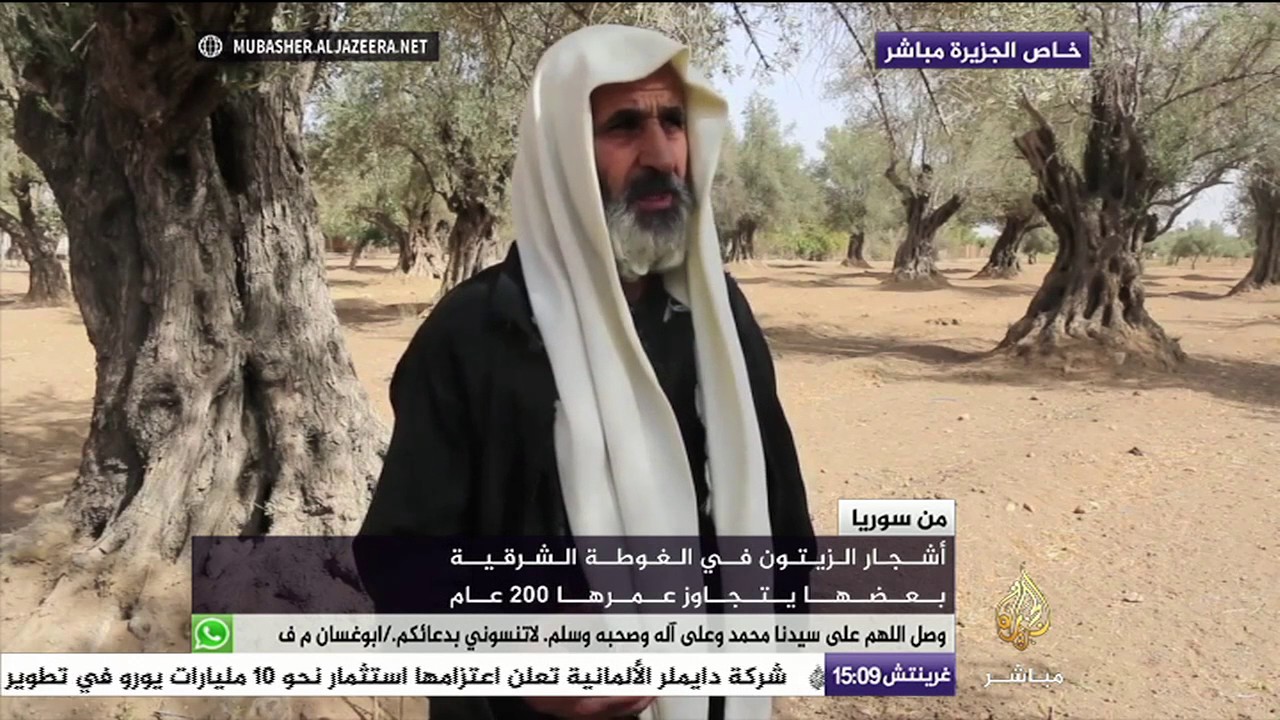 سوريا | أشجار الزيتون في الغوطة الشرقية بعضها يتجاوز عمرها 200 عام