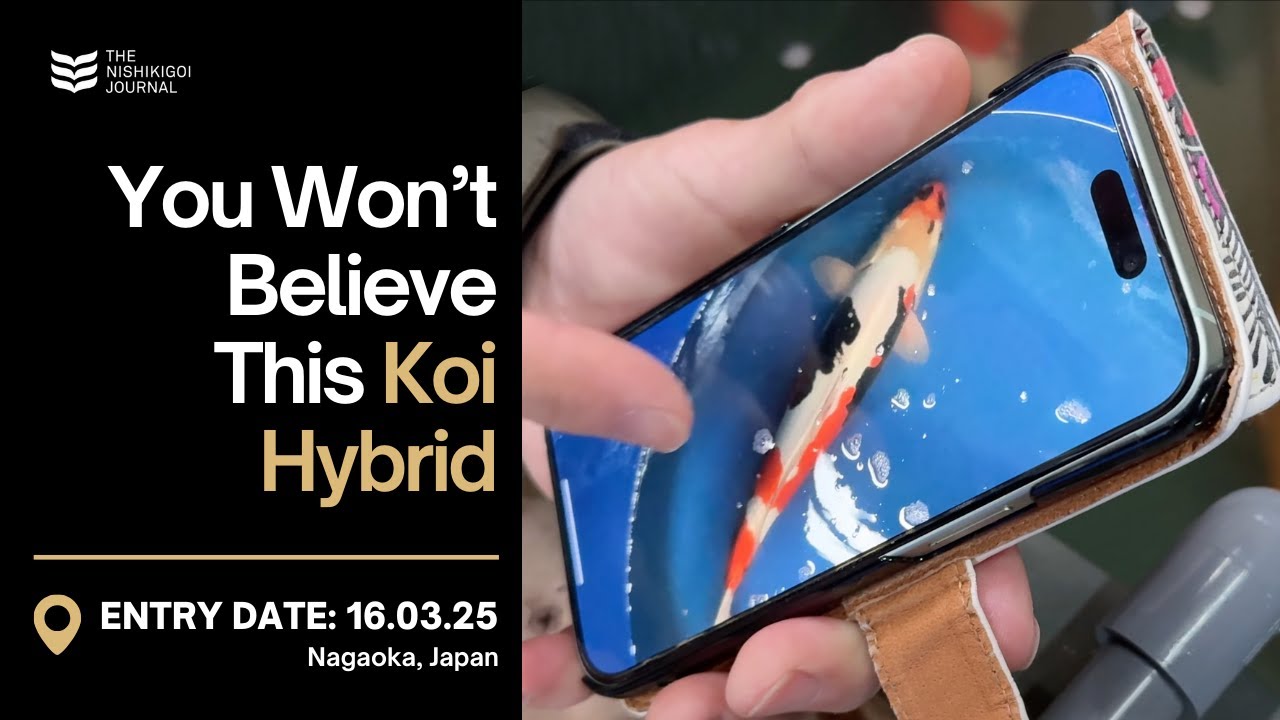 Takano’s Future Koi Giants & Saito’s Game-Changing Parent Fish! | T.N.J. | EP #084