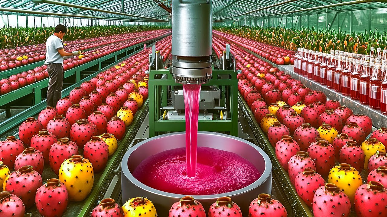 Thousands of PRICKLY PEAR CACTUS Fruit Processed - Prickly Pear Harvested & Turned Into Juice