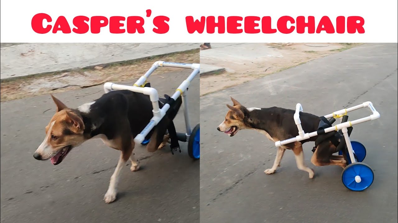 Casper's new wheelchair 🥰 | how to make dog's wheelchair at home | Odia Vlog | Mr Bhubaneswar