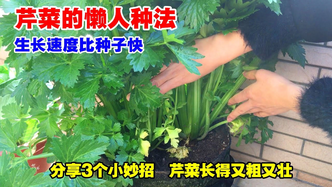 阳台种芹菜的好方法，速度比种产量高，还能一茬接一茬采，太棒了|A good way to grow celery|新手看一遍，也能自己成功