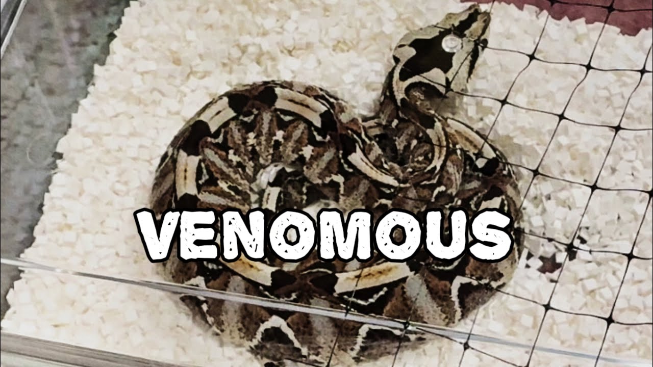 VENOMOUS Reptile Show 1