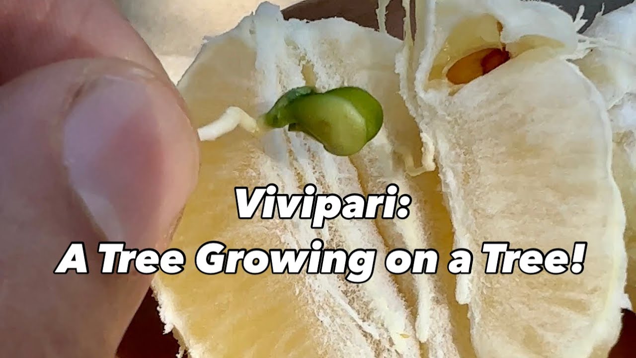 Viviparous Lemon seeds. Vivipari
