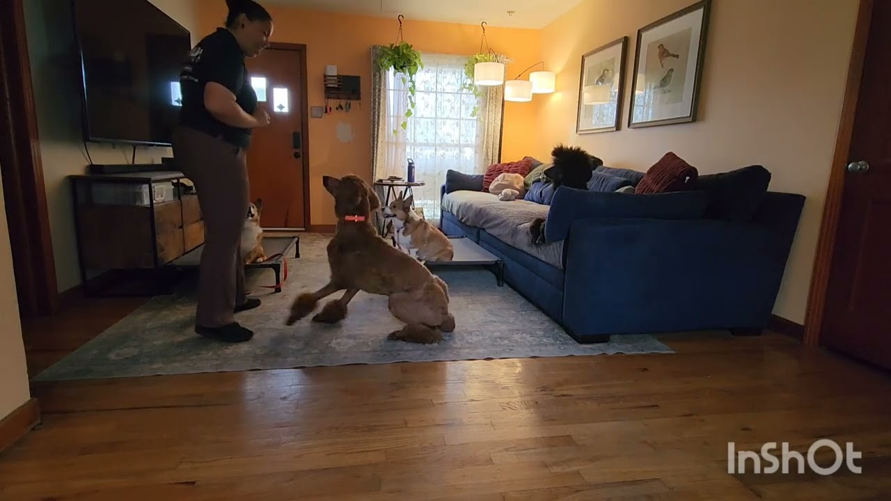 Kilo & Spud: Learning Place With Distractions 