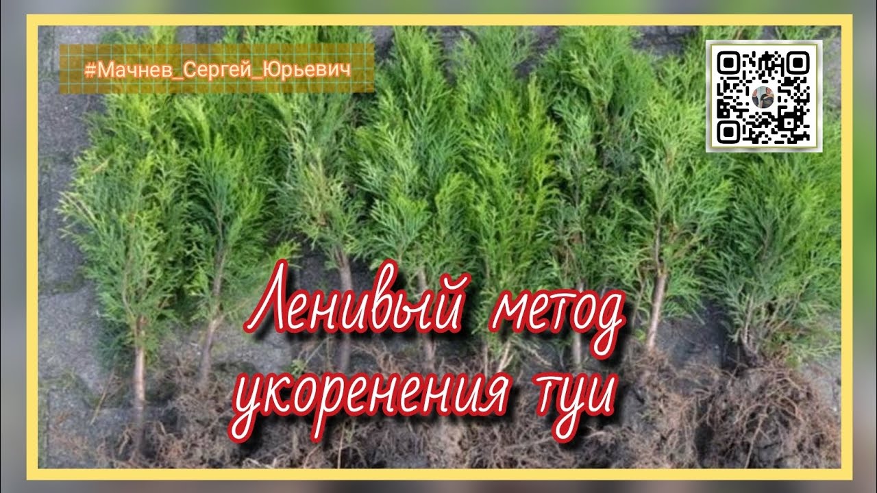 Ленивый метод укоренения черенков туи 🌲🌲🌲#туя_от_А_до_Я
