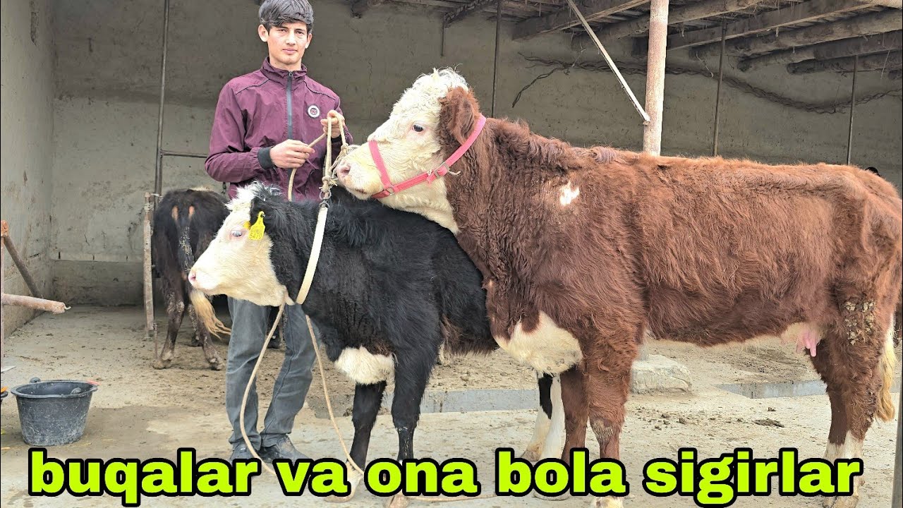 Iskandar ukamizdan yangi partiya yosh buqachalar va ona bola sigirlar 7 марта 2026 г.