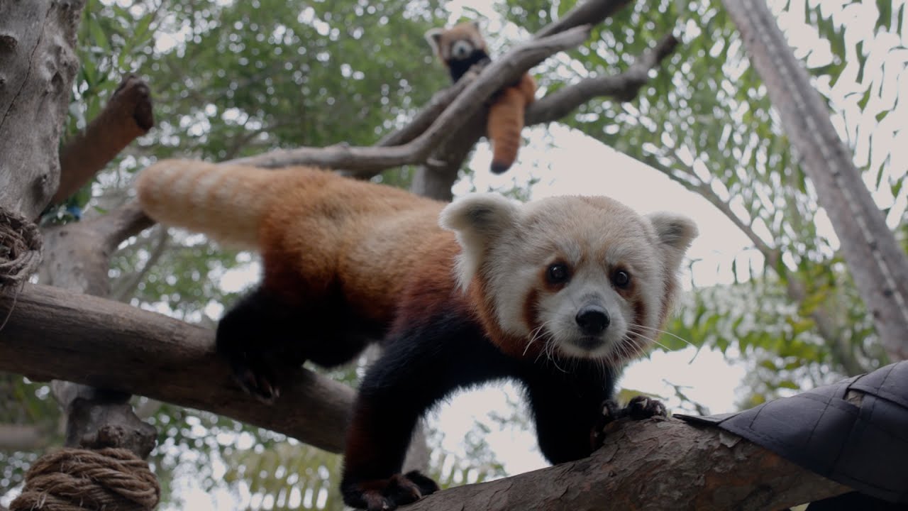 Seeing Red Pandas Raj and Ruby