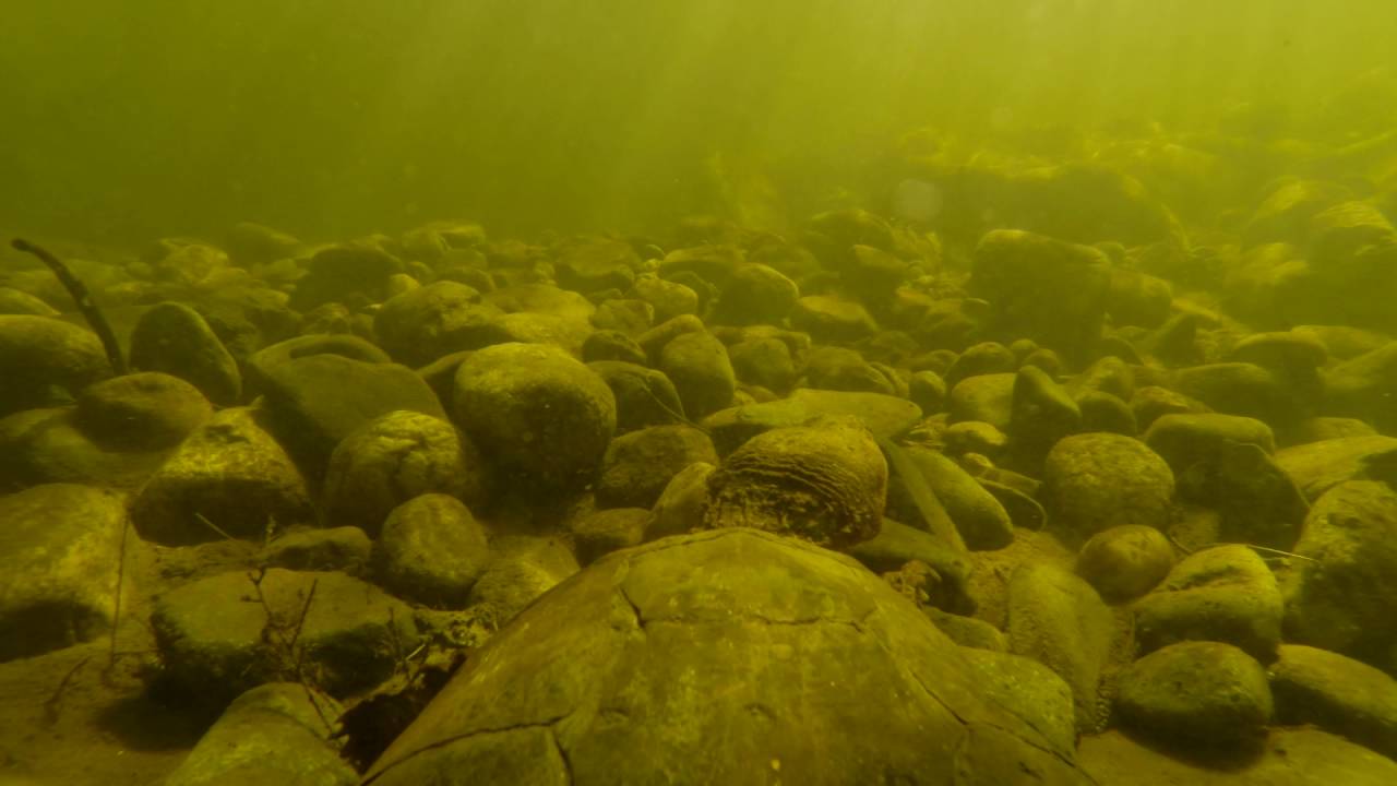 The Secret Lives of Snapping Turtles