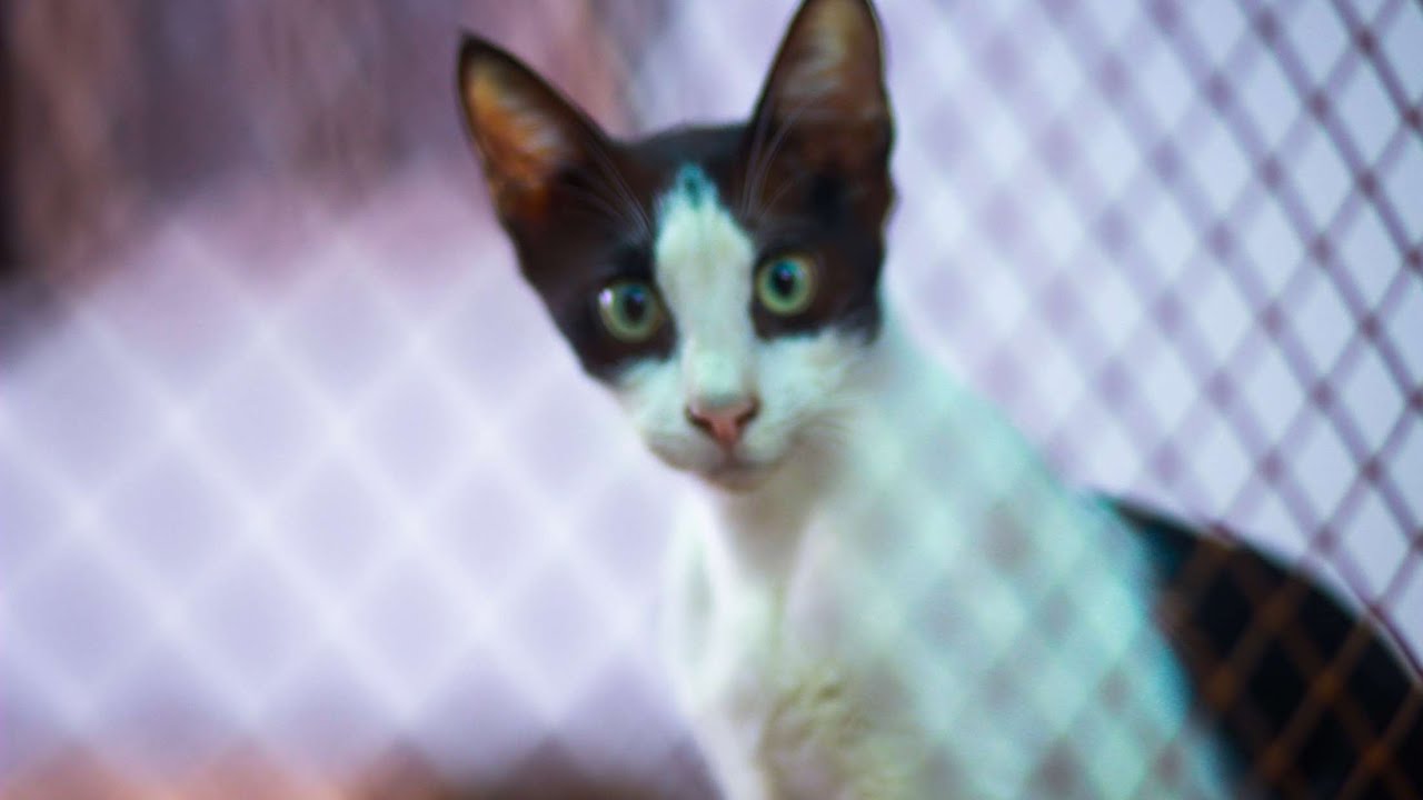 Why stray Animals should not be loved? story of Rescue Animals