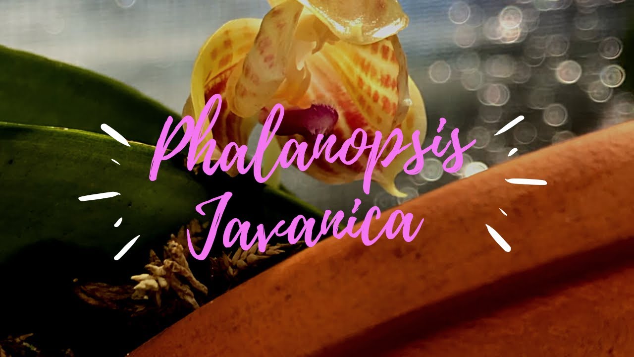 Phalaenopsis Javanica In Bloom