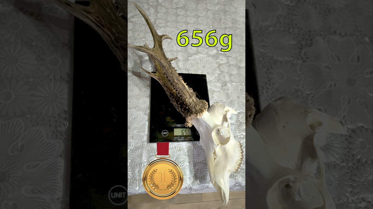 Gold Medal Roebucks #2 | Kapitaler Rehbock &ndash; Rum&auml;nien