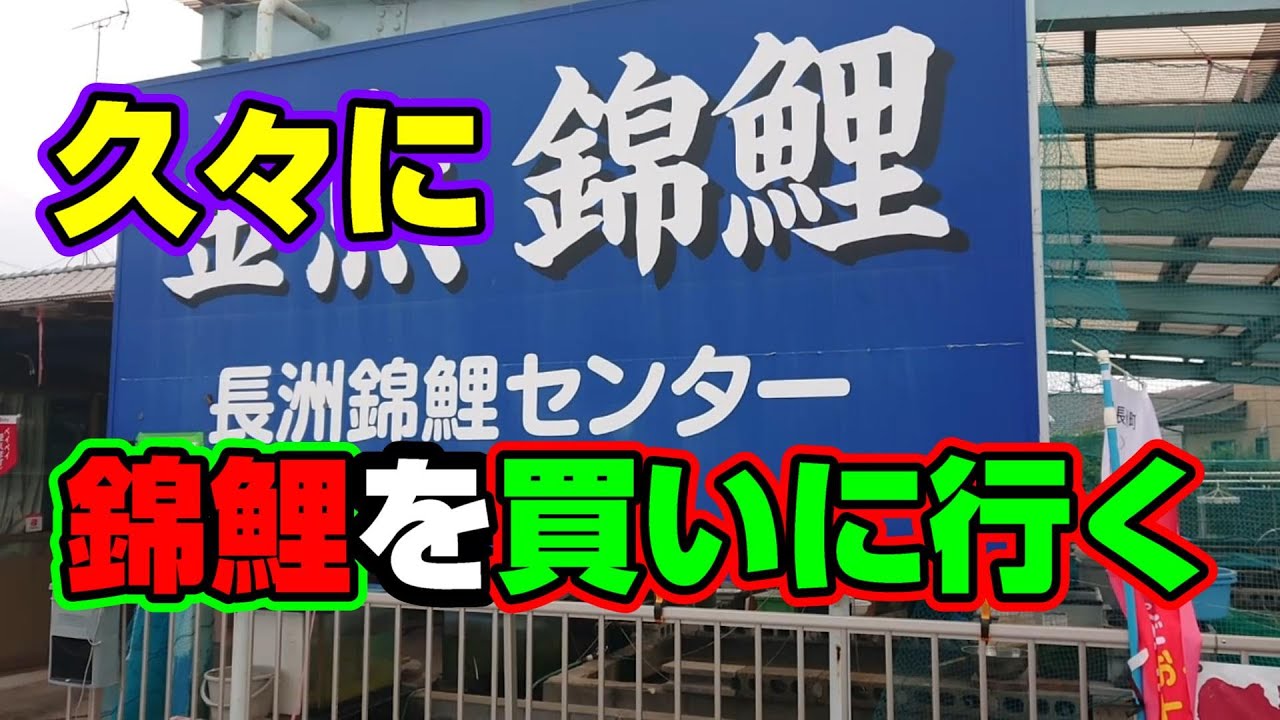 【汚池再生計画】久しぶりに、錦鯉を買いに、長洲錦鯉センターに行ってみた‼＃koi#koipond