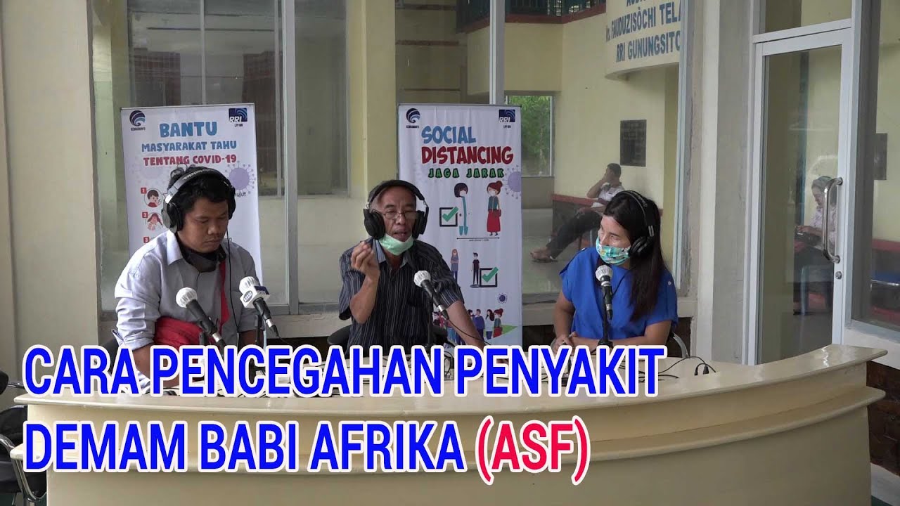 CARA MENCEGAH PENYAKIT DEMAM BABI AFRIKA ASF | RRI GUNUNGSITOLI