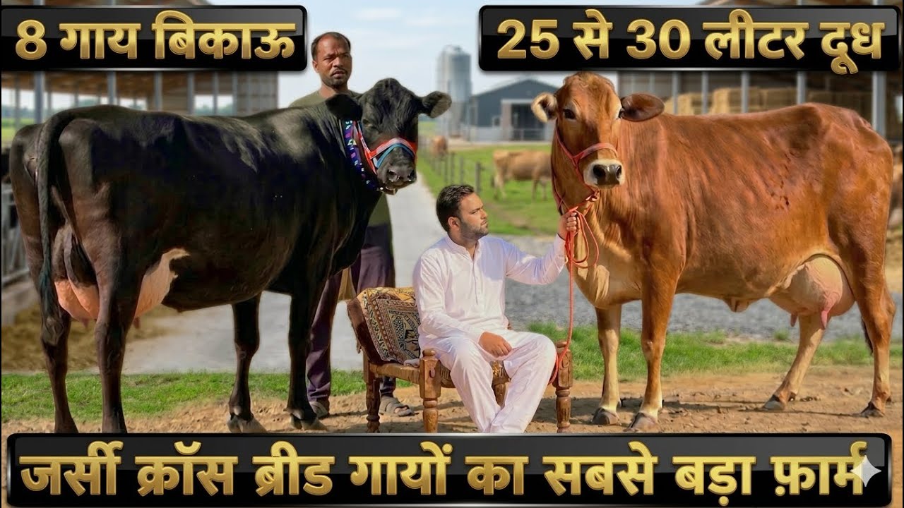 आज ख़रीदो एक से बढ़कर एक जर्सी क्रॉस ब्रीड गाय👌25 से 30 लीटर दूध👍Top Jersey Cross Breed Cows