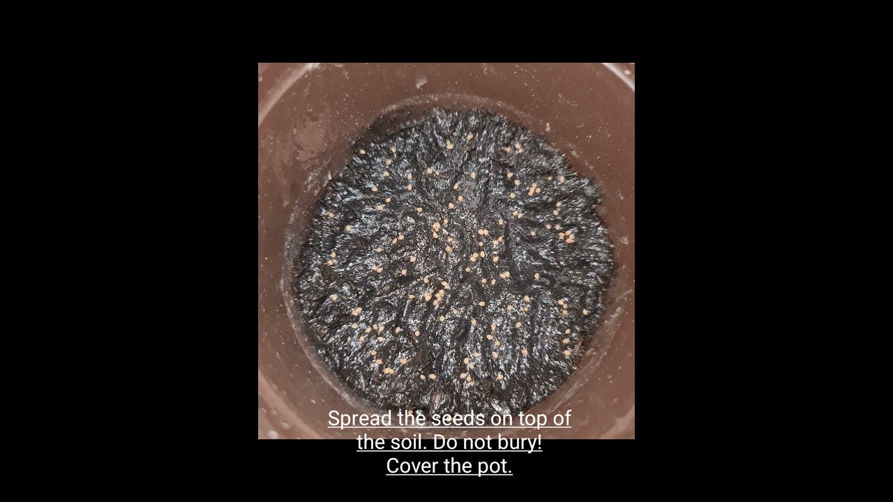 Sowing Caladium Seeds (Sorry for the glitches ✌)