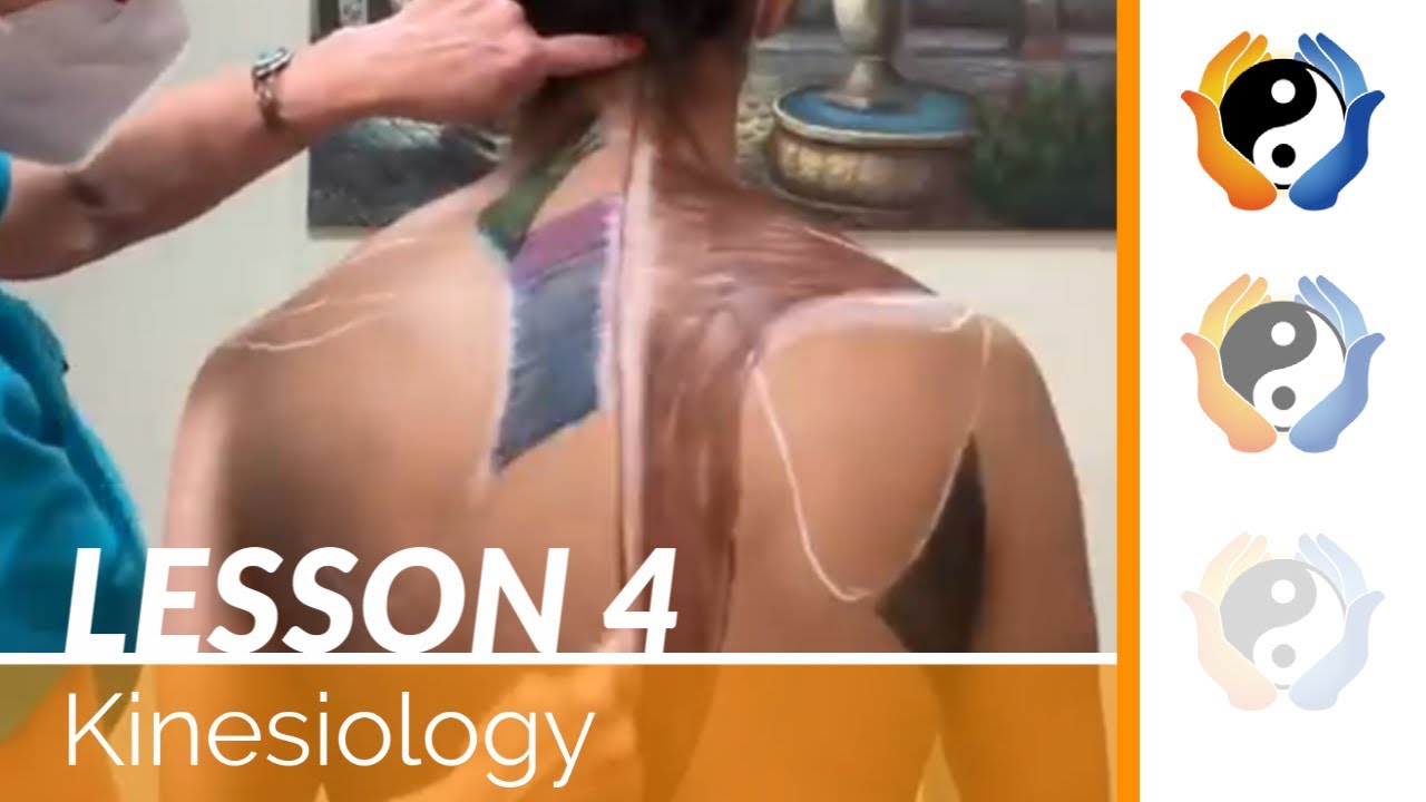 Lesson 4: Muscles of Scapular movement