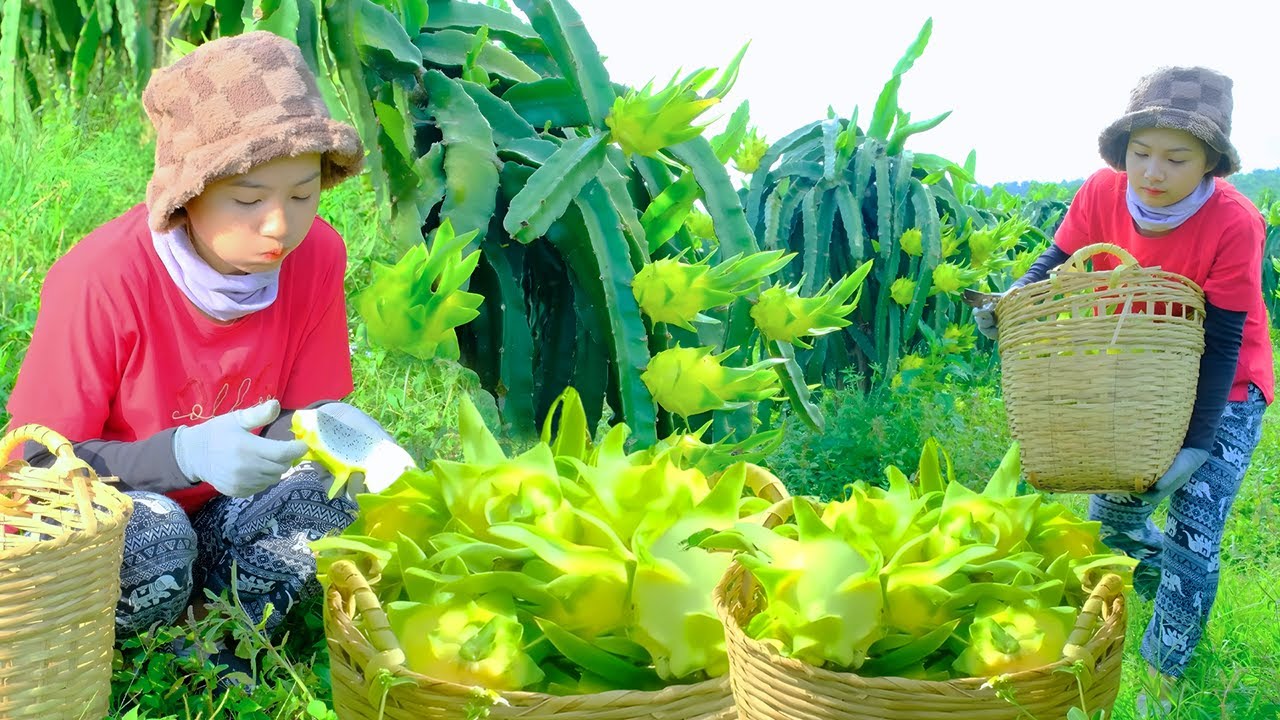 Harvesting Rare Golden Dragon Fruit for Market Sell | Daily Life in a Tropical Farm with Ngoc Nha