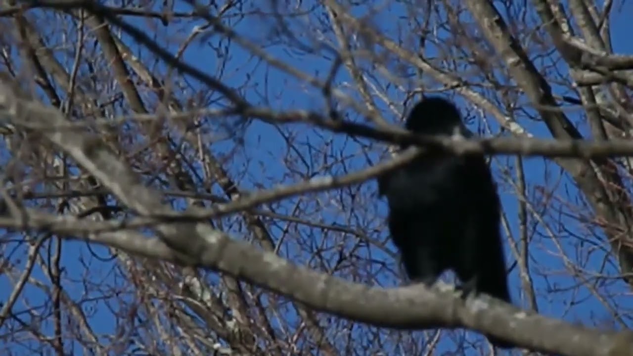 A Busy Crow