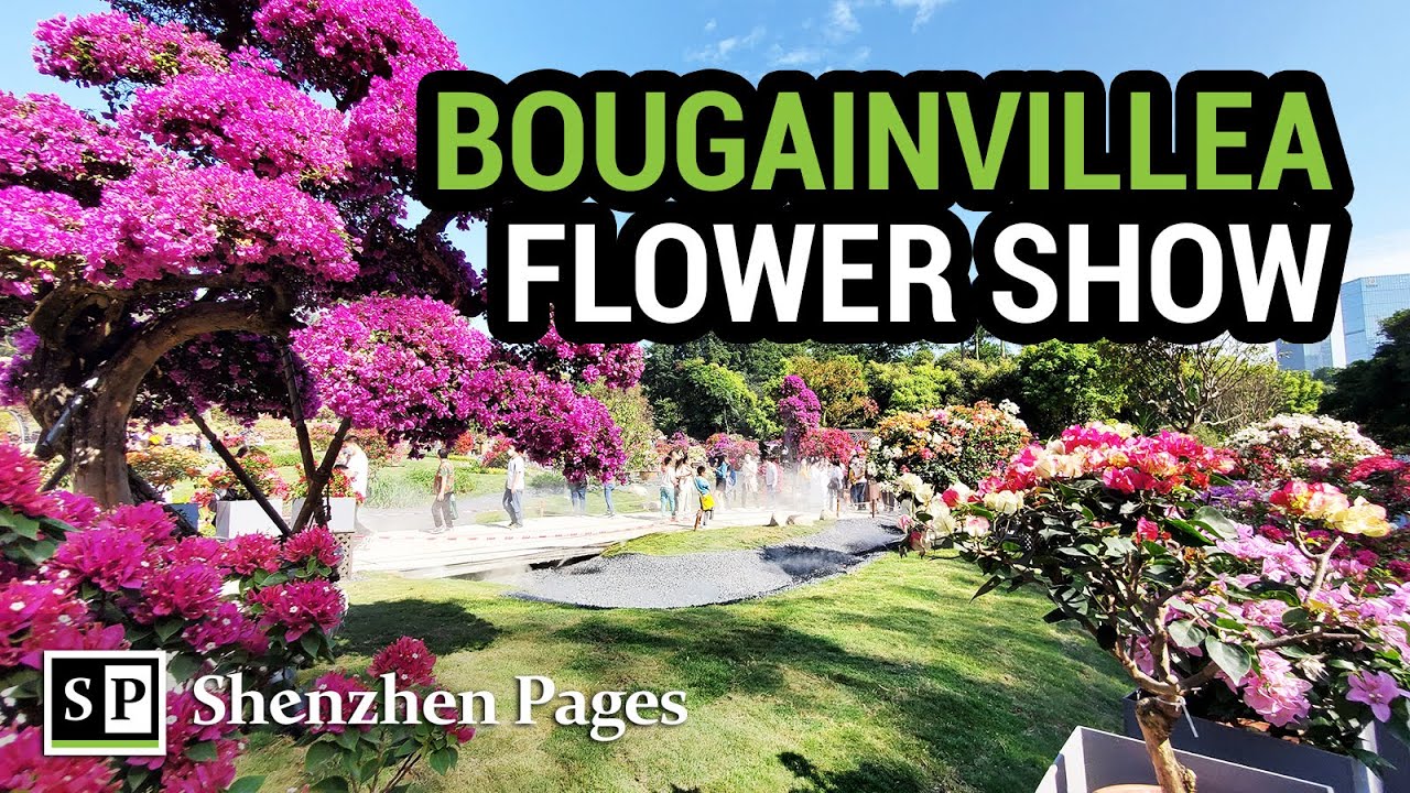 Amazing Shenzhen Bougainvillea Flower Show