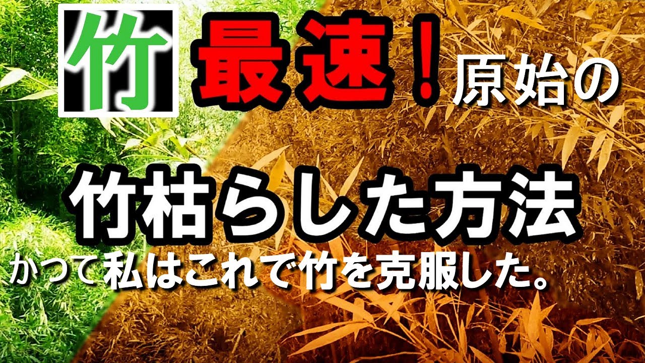 竹を枯らす最強方法！手早く地下茎や竹草も枯らした元祖竹枯らし者。