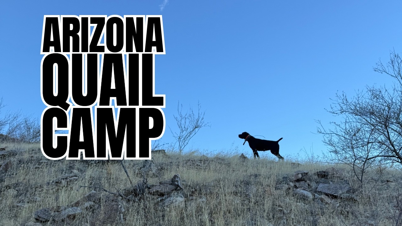 Arizona QUAIL Hunting & Camping!
