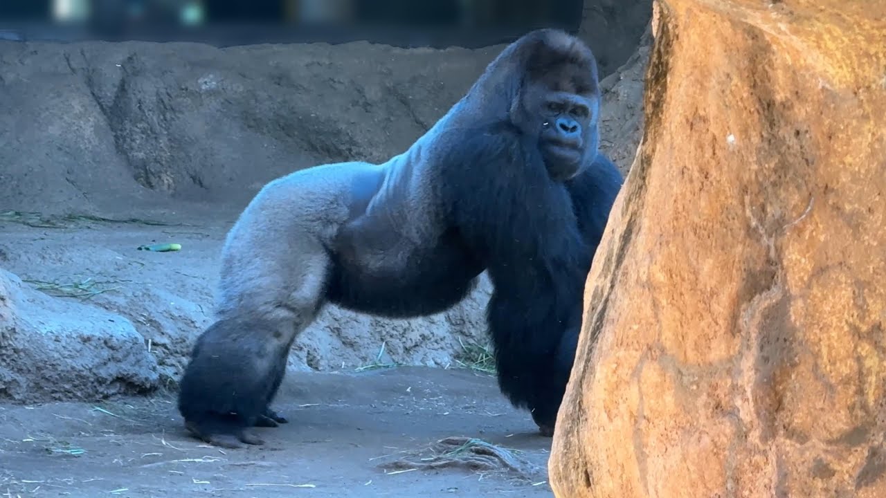 アニーちゃんの存在に気付いたハオコさん！興奮するハオコさん【‎2026年1月23日‎】【上野動物園】ゴリラ