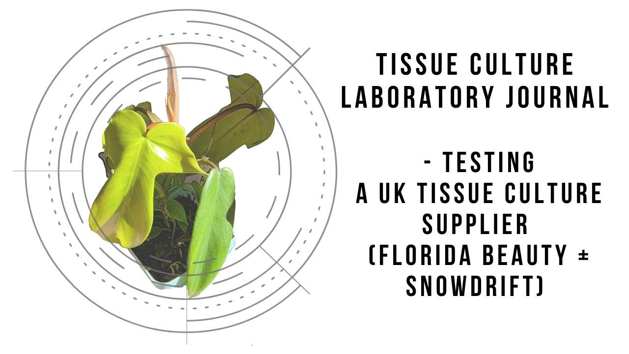 Tissue Culture Laboratory Journal - Testing a UK Tissue Culture Supplier (Florida Beauty  Snowdrift)
