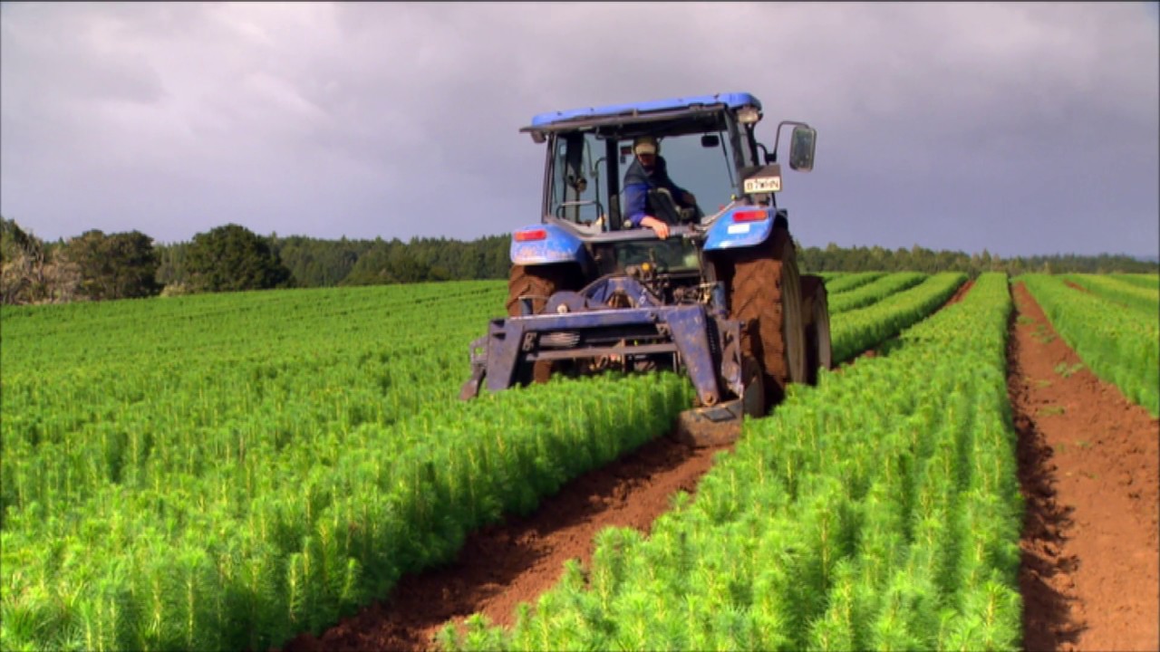 Northland Forestry Nursery