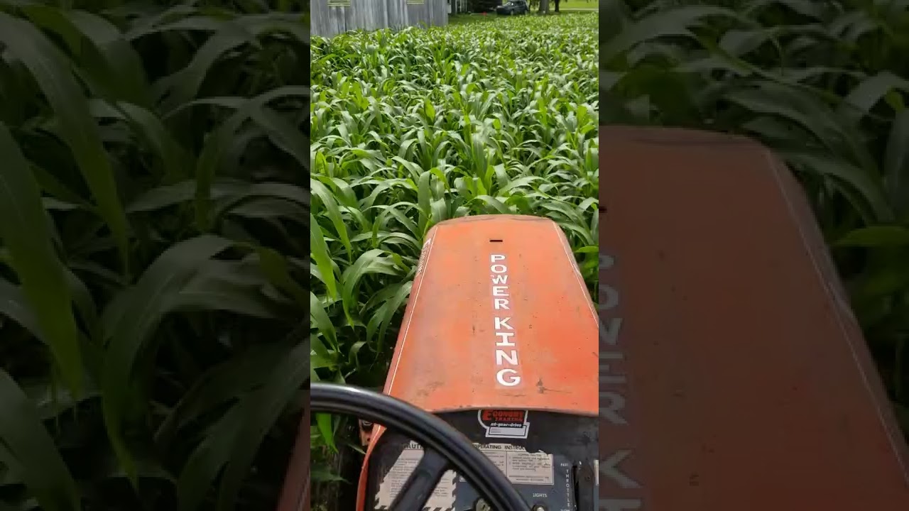 Green Chopping  Sorghum Sudan Grass🌾